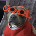 Cool dog.png